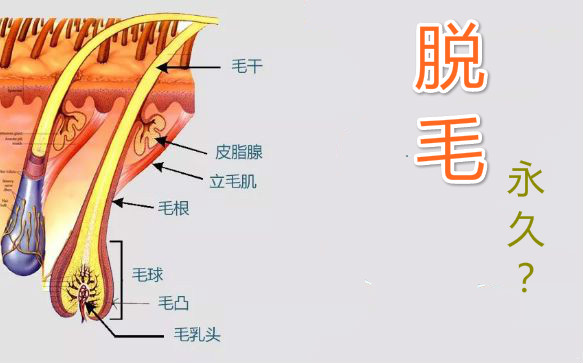 失衡或正值更年期会令效果产生变化,少量极幼细及淡色毛发或会再生