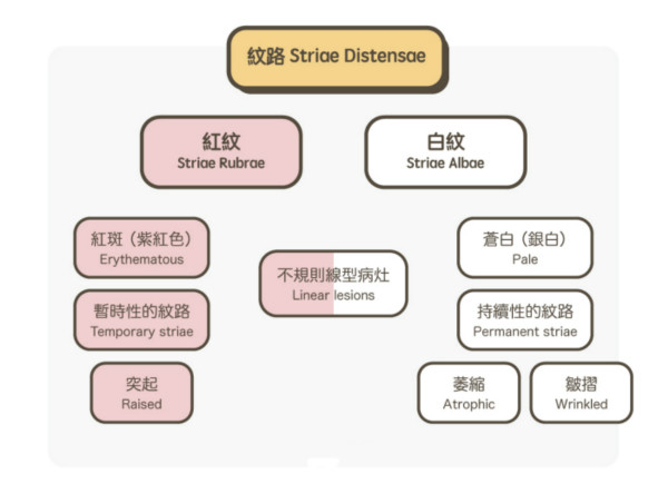 一文秒懂！妊娠纹肥胖纹保养、治疗及预防全攻略