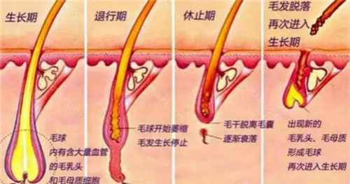 毛发生长规律